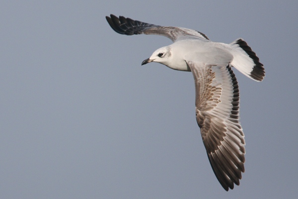 Mediterranean Gull