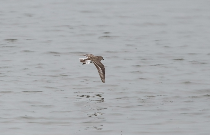 Temminck's Stint