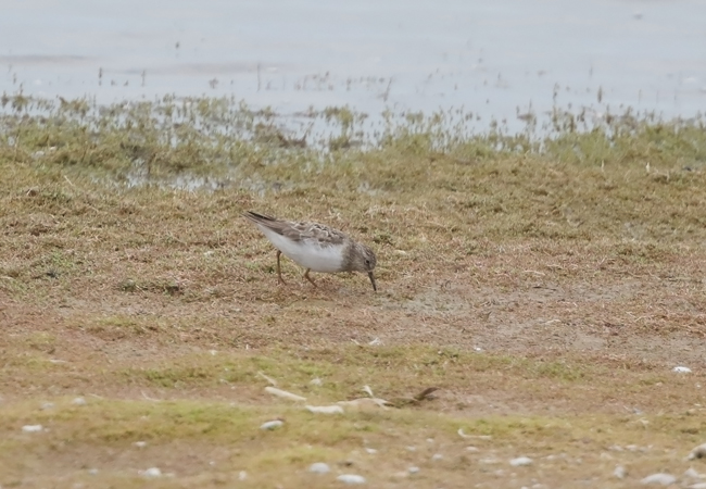 Temminck's Stint