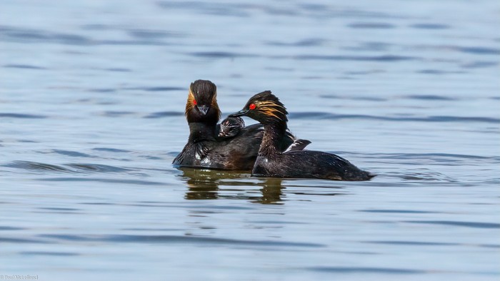 Black-necked grebe 