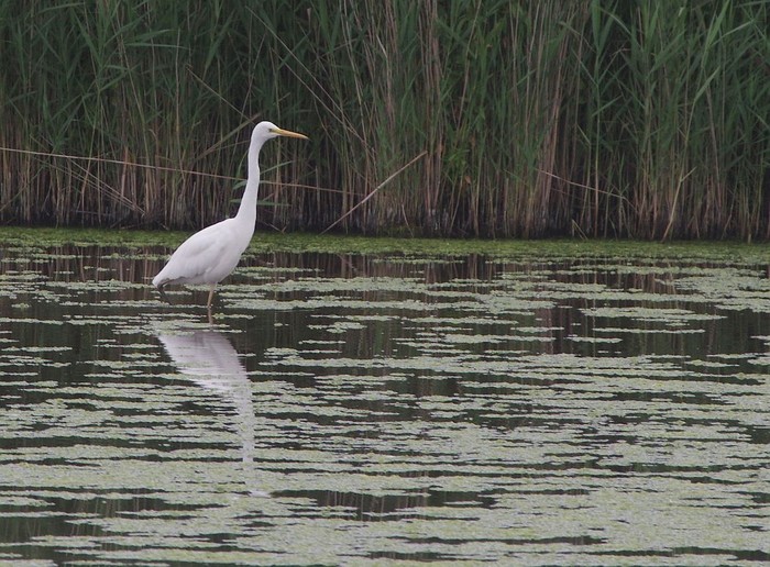 Great White Egret