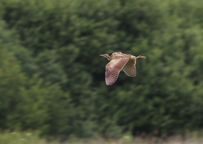 Bittern
