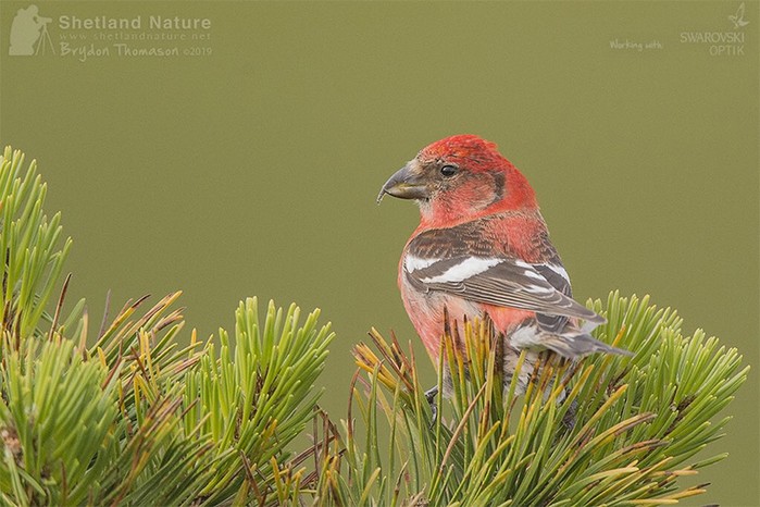 Two-barred Crossbill