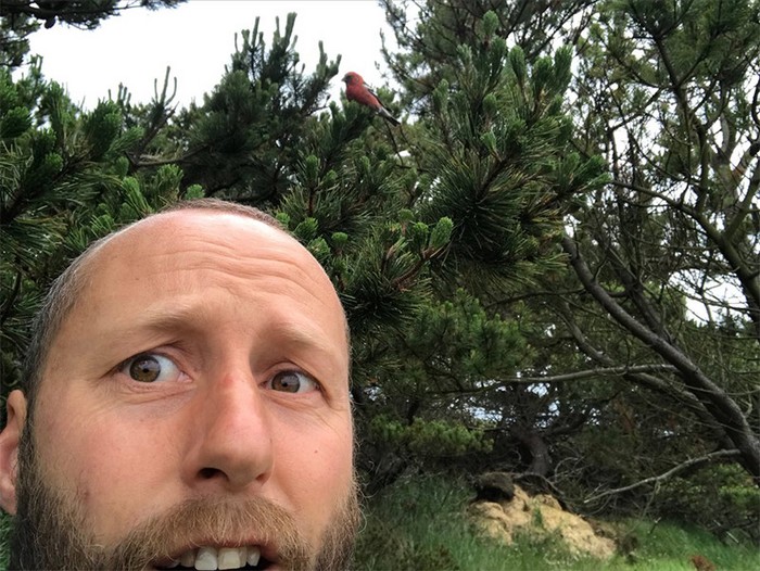 Two-barred Crossbill