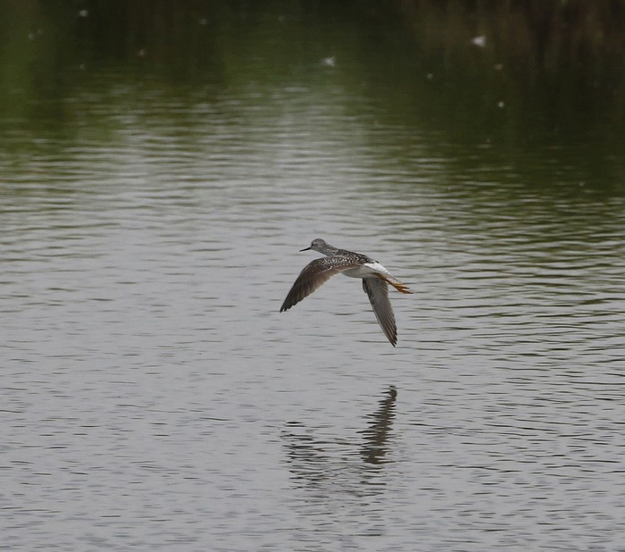 Lesser Yellowlegs