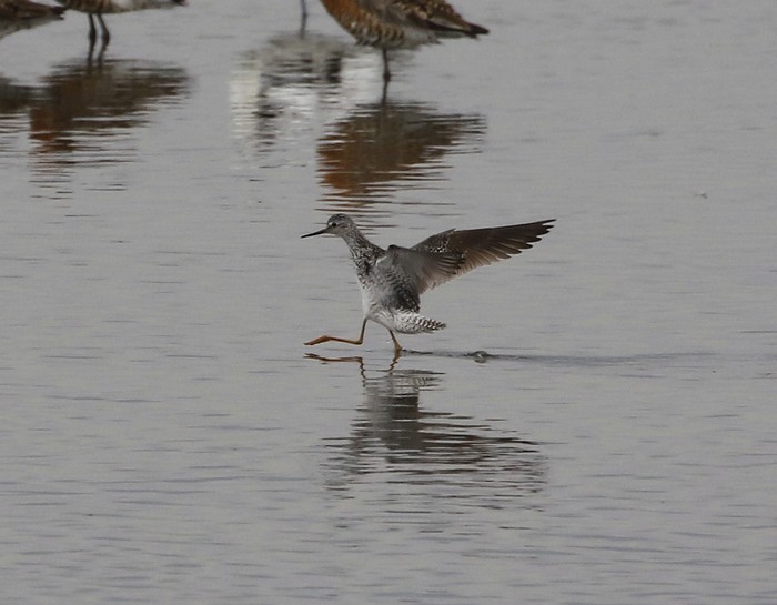 Lesser Yellowlegs