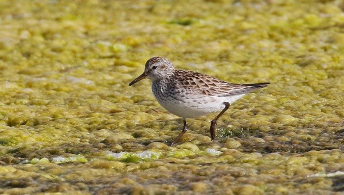 White-rumped Sandpiper