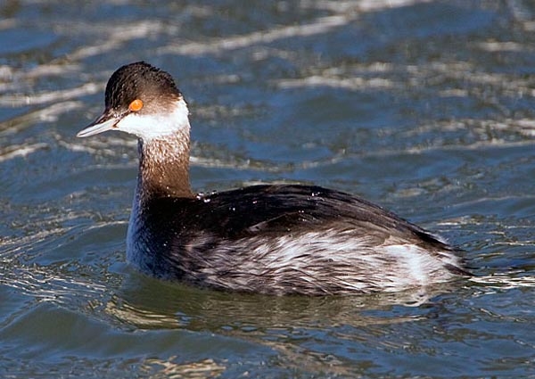 Black-necked Grebe