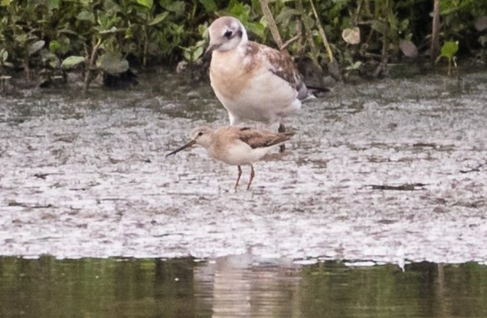 Terek Sandpiper