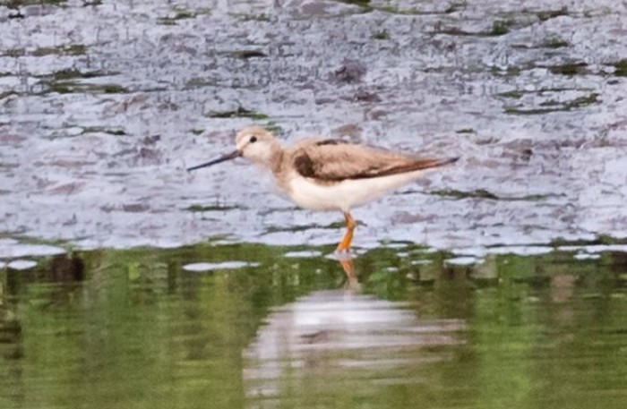Terek Sandpiper