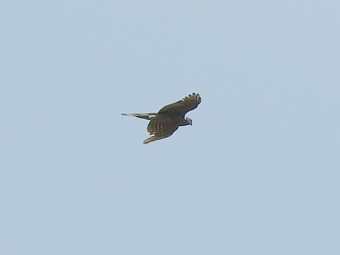Goshawk