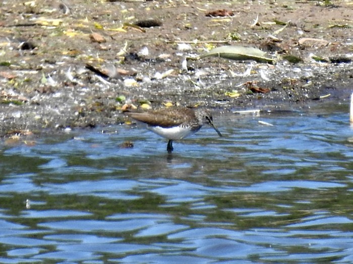 Green Sandpiper