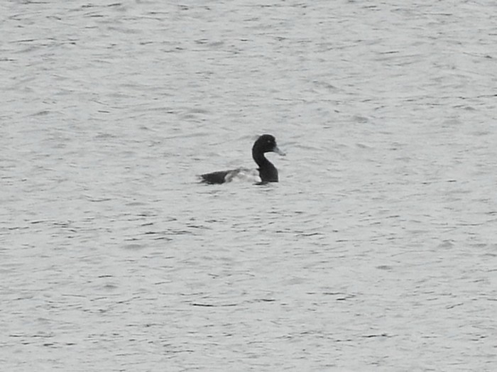 Scaup