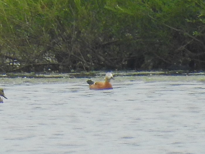 Ruddy Shelduck