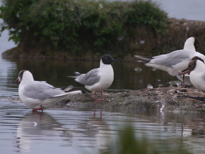 Bonaparte's Gull
