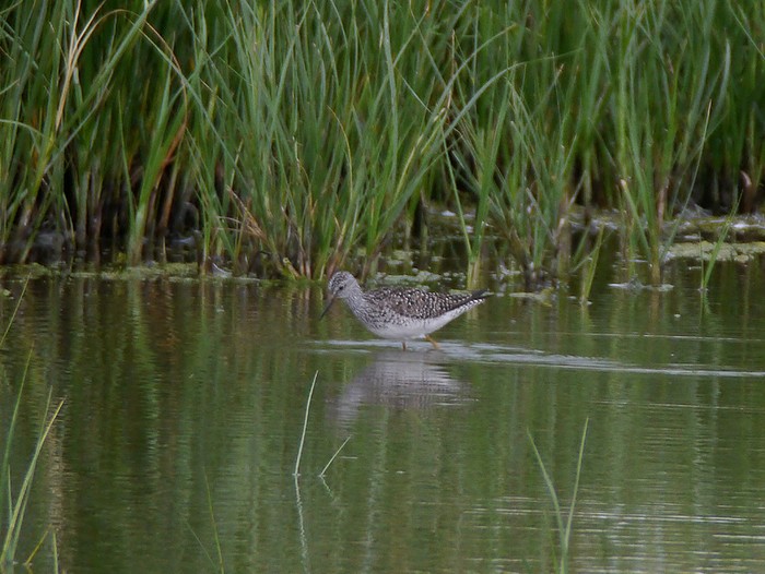 Lesser Yellowlegs