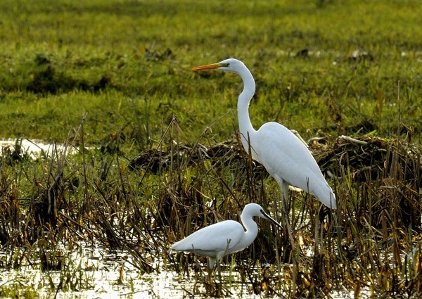 Great White Egret