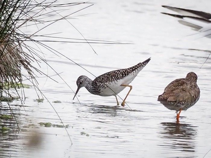 Lesser Yellowlegs