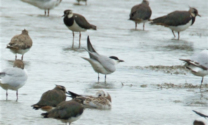 Gull-billed Tern