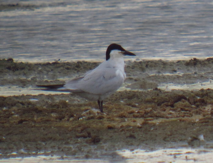 Gull-billed Tern