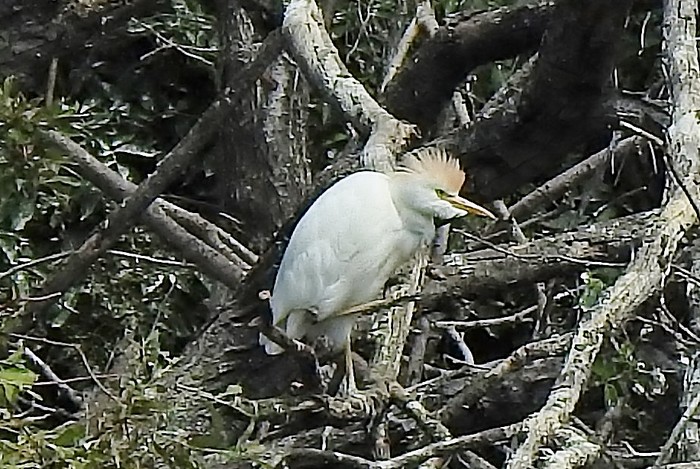 Cattle Egret