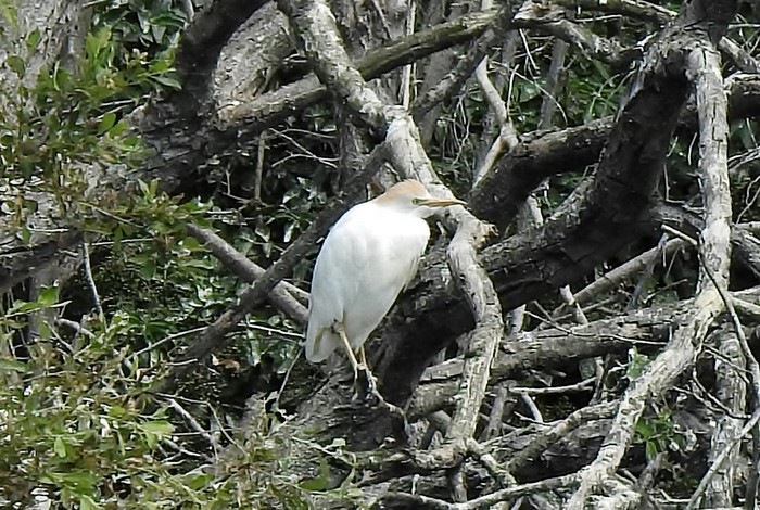 Cattle Egret