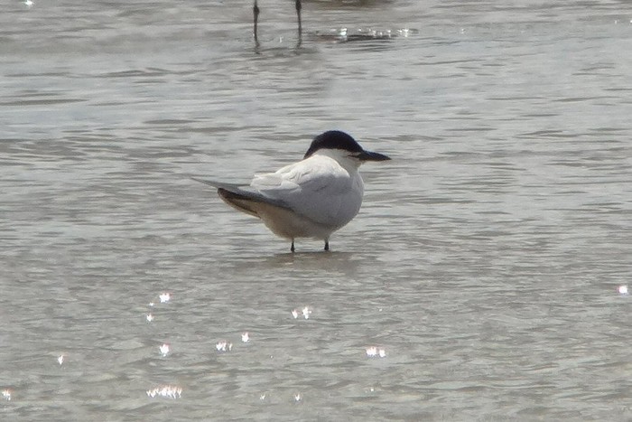 Gull-billed Tern