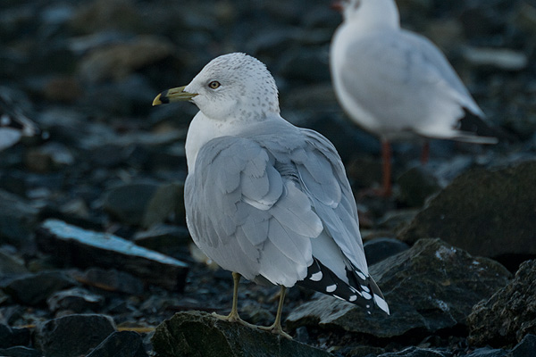Ring-billed Gull