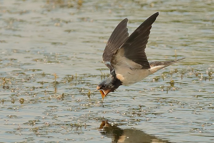 Swallow