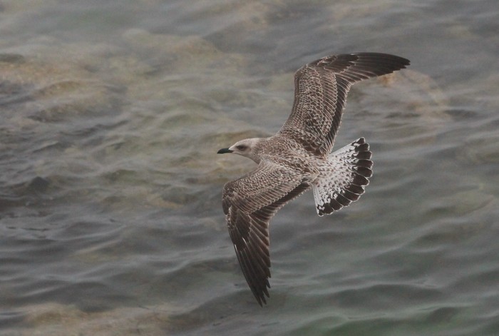 Yellow-legged Gull