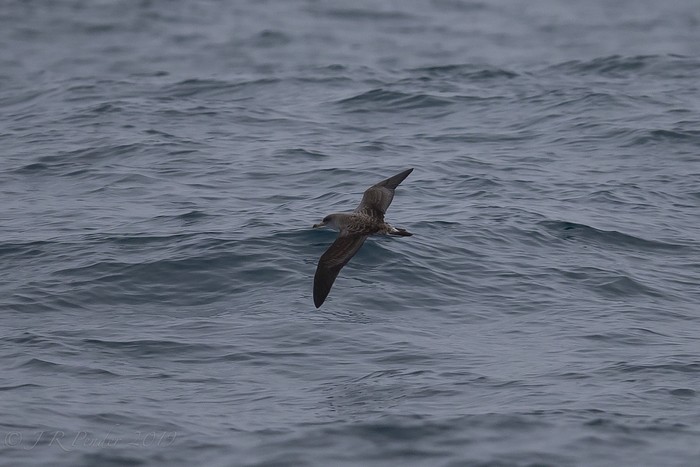 Cory's Shearwater