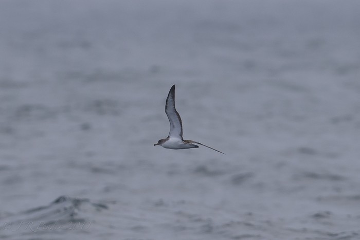 Cory's Shearwater