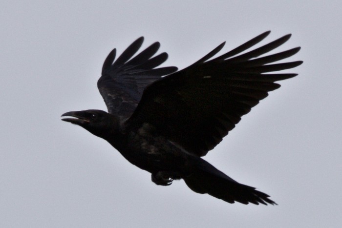 Raven