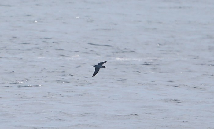 Cory's Shearwater