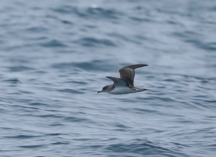 Cory's Shearwater