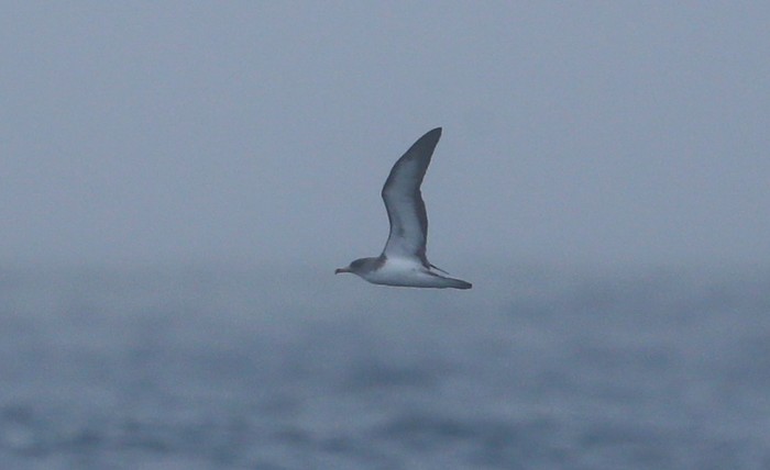 Cory's Shearwater