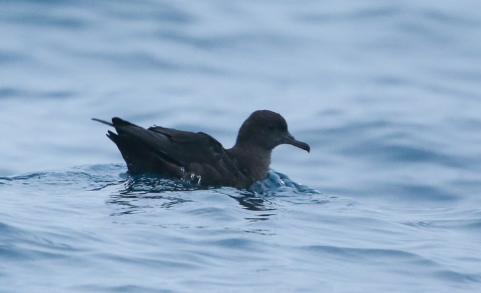 Sooty Shearwater