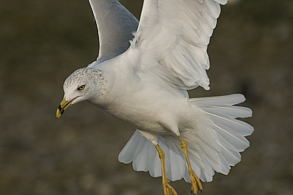 Ring-billed Gull