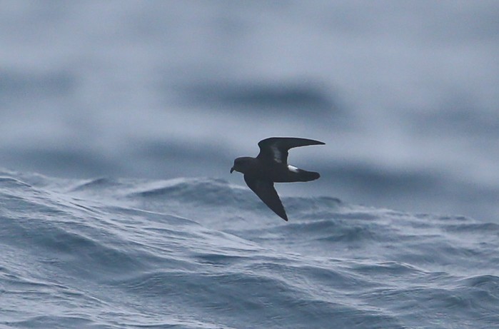 Storm Petrel