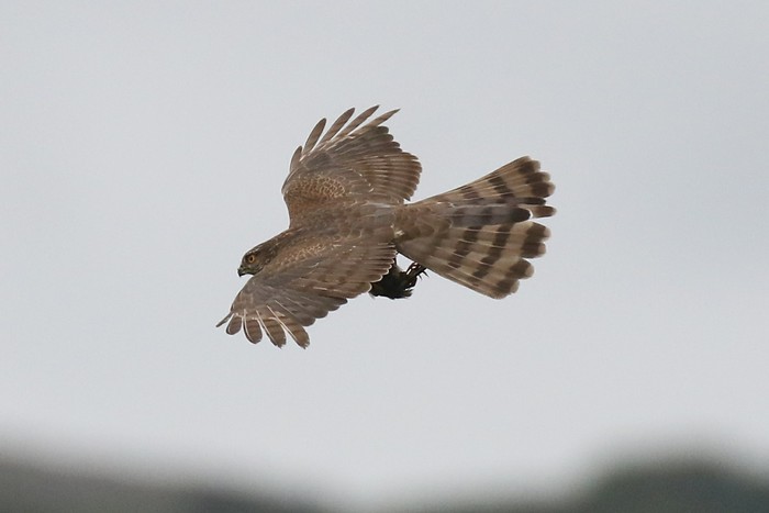 Sparrowhawk
