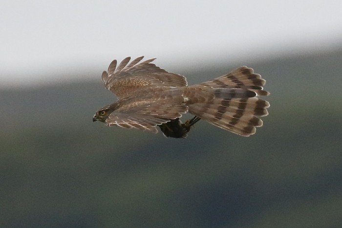Sparrowhawk