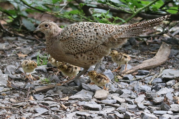 Pheasant