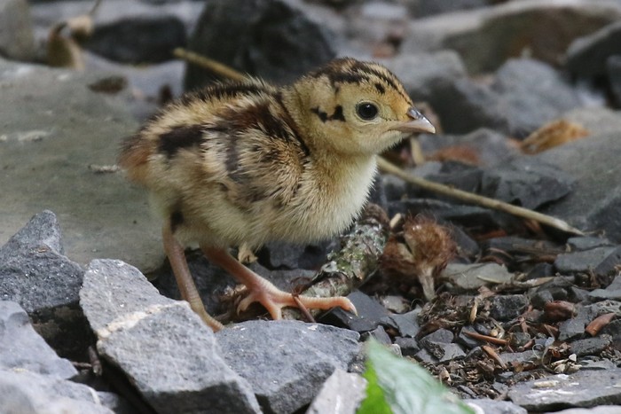 Pheasant