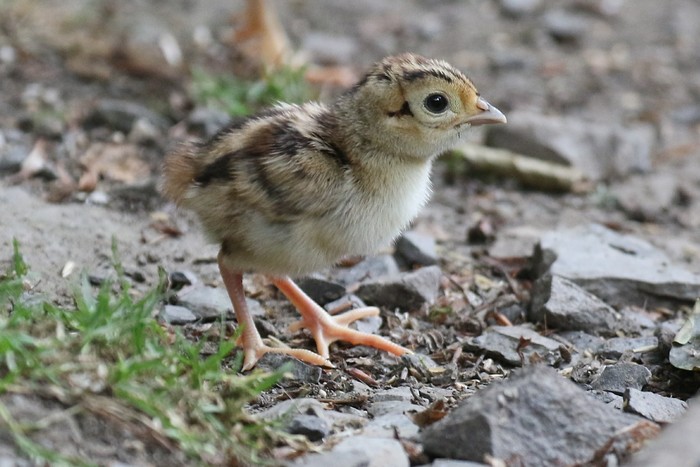 Pheasant