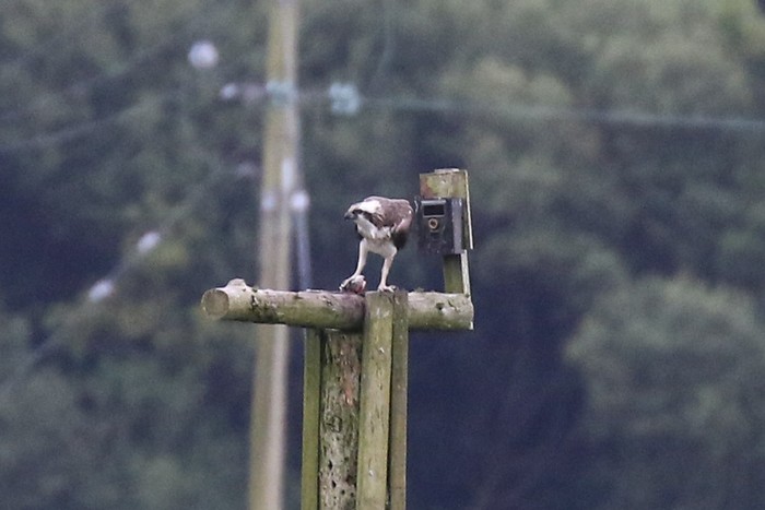 Osprey
