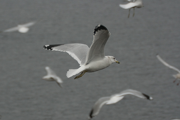 Ring-billed Gull