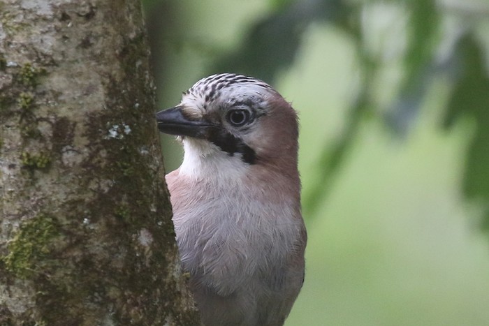 Jay