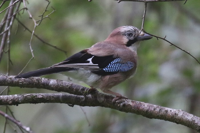 Jay