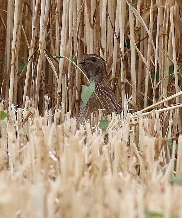Quail