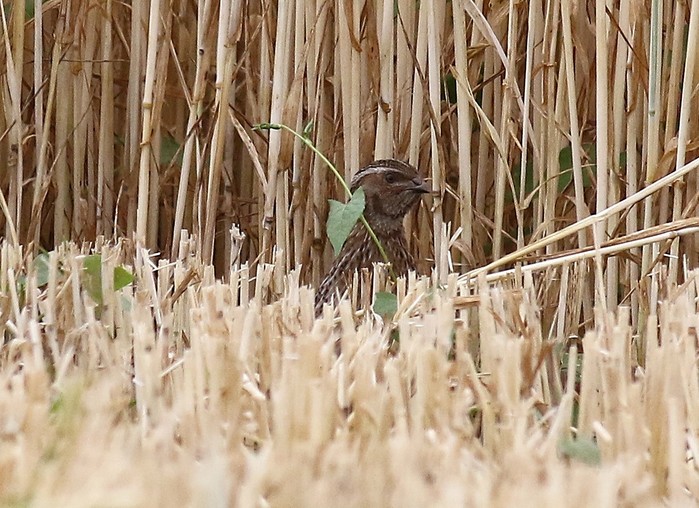 Quail